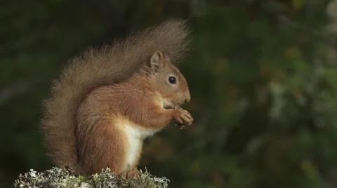 Red Squirrel Video stock 1091188