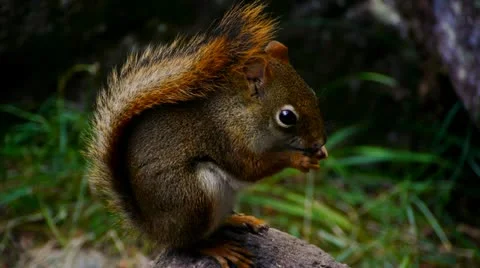 Red Squirrel Video stock 11851335