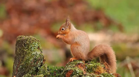 Red Squirrel Stock Footage 37669934