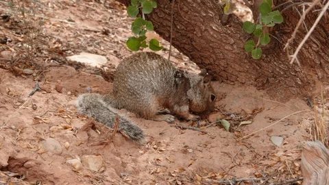 Red squirrel Stock Footage 93550742