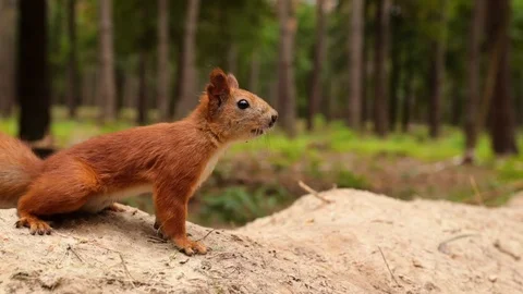 Red squirrel Video stock 113931381