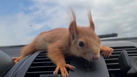 Red Squirrel Stock Footage 220727370