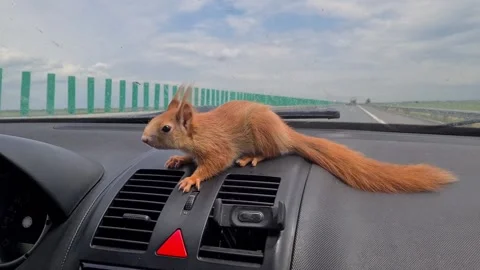 Red Squirrel Stock Footage 220727371