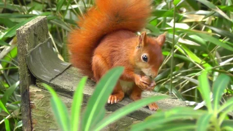 Red Squirrel Video stock 229715347