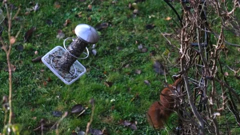 A red squirrel Stockbeeldmateriaal 229882371