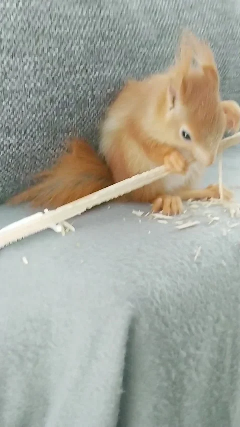 Red Squirrel Stock Footage 231045142