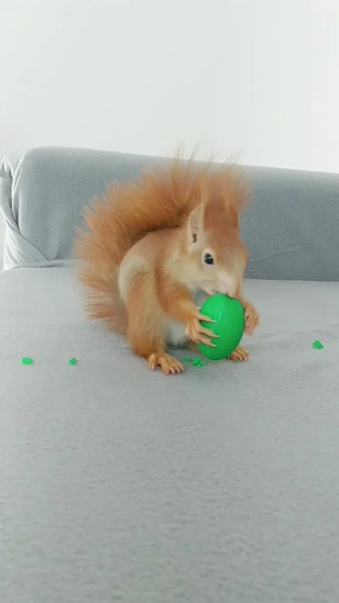 Red Squirrel Stock Footage 231045224