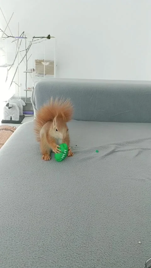 Red Squirrel Stock Footage 231045230