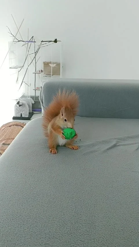 Red Squirrel Stock-Footage 231045234