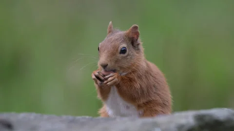 Red squirrel Stock Footage 245419849