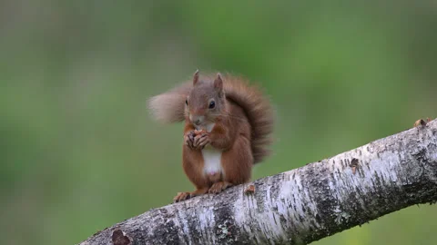Red squirrel Stock Footage 245942909
