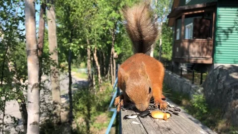 Red squirrel Stock Footage 250599613