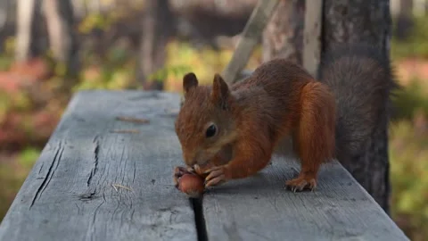 Red squirrel Stock Footage 251751621
