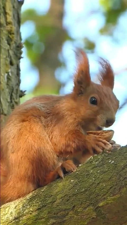 Red Squirrel Stock Footage 281249011