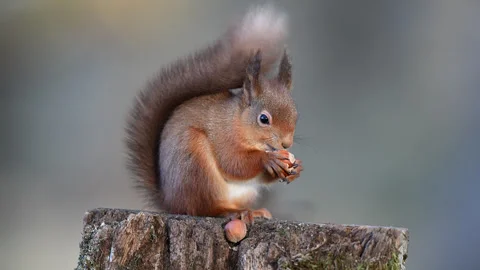 Red squirrel Stock Footage 300576260