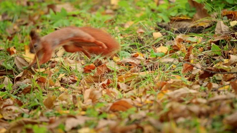 Red squirrel foraging among fallen autumn leaves on forest ground, cinematic Stock Footage 345933524