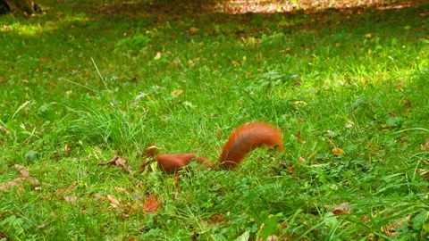 Red squirrel foraging and digging in grassy park under trees Stock Footage 331240770