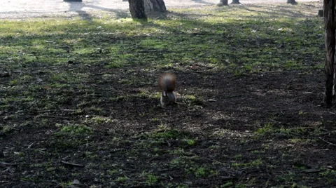 A Red squirrel foraging and eating in a park on Margaret Island, Budapest Stock Footage 47716945