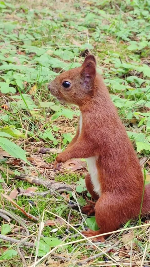 Red squirrel foraging and exploring in natural forest environment Stock Footage 314022550