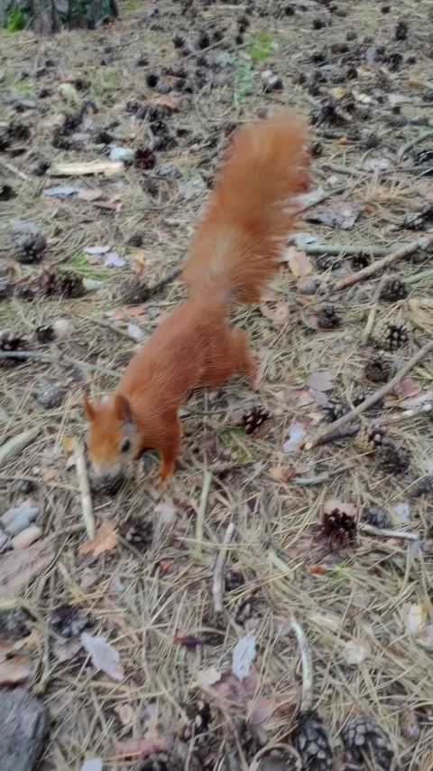 Red squirrel foraging and exploring forest floor environment Stock Footage 314138014