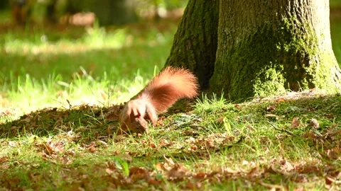Red squirrel foraging and exploring under oak trees in woodland Stock Footage 331241400