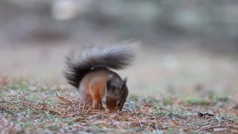 Red Squirrel Foraging and Feeding, North Pennines, UK Stock Footage 115183106