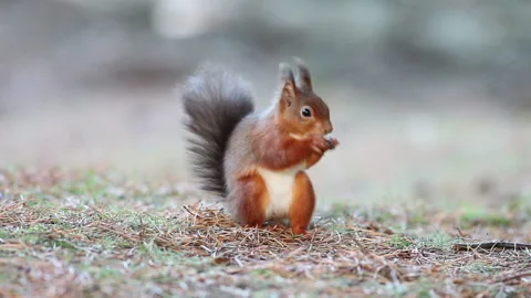 Red Squirrel Foraging and Feeding, North Pennines, UK Video stock 131148452
