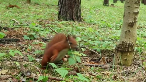 Red squirrel foraging and moving through forest ground vegetation Stockbeeldmateriaal 314137458