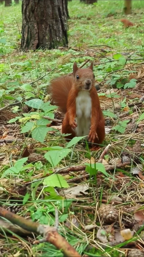 Red squirrel foraging and moving through natural forest environment Stock Footage 314309943