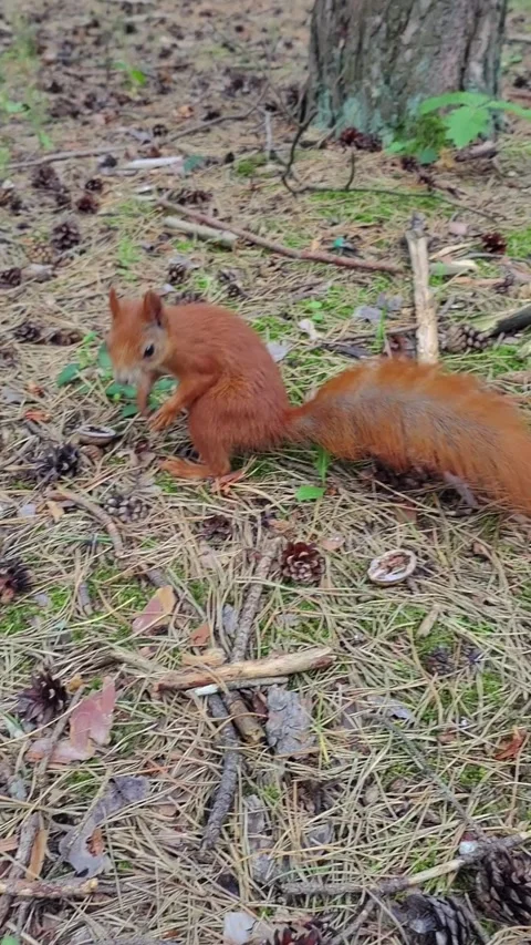 Red squirrel foraging and moving across forest ground Stock Footage 314810843