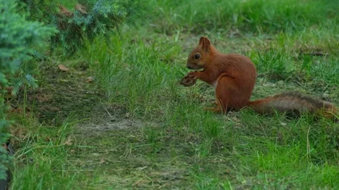 Red Squirrel Foraging and Moving Across Green Lawn Stock Footage 346252068