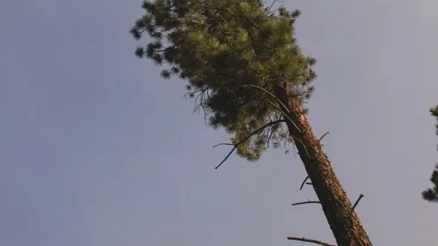 Red Squirrel Foraging Collecting Pine Cone Food Falling Dropping from Tree Stock Footage 148452701