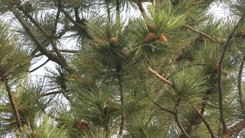 Red Squirrel Foraging Collecting Summer Pine Cone Cutting Dropping Falling Stock Footage 148453028