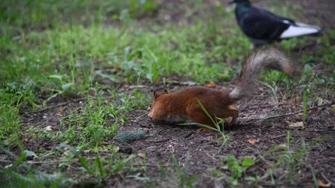 Red squirrel foraging fo food Video stock 247455370
