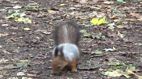 Red Squirrel Foraging on Forest Floor Amongst Autumn Leaves Stock Footage 296857222