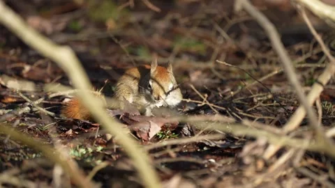 Red Squirrel Foraging on Forest Floor in Slow Motion Vídeo Stock 335880675