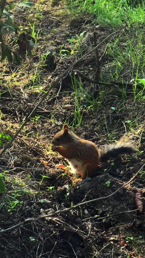 Red Squirrel Foraging on Forest Ground Stock Footage 317628526
