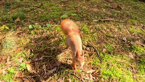 Red squirrel foraging on forest ground under warm sunlight Stock Footage 321241867