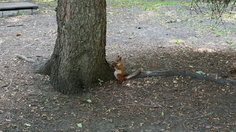 Red squirrel foraging forest leaves for nuts and food. Stock Footage 135476113