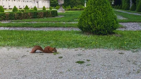 Red Squirrel Foraging on Garden Path Stockfoto's