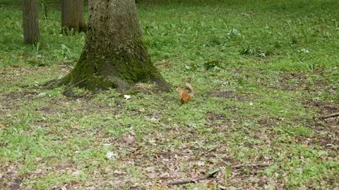 Red Squirrel Foraging on Grass Before Climbing Tree Stock Footage 336791546