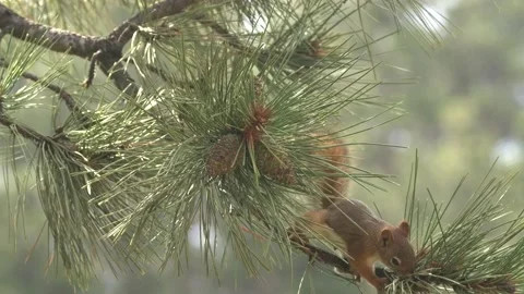 Red squirrel foraging looking for food climbing South Dakota forest pine Stock Footage 142617374