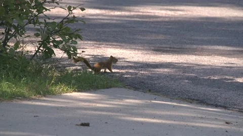 Red Squirrel Foraging Looking For Food Collecting Hiding Summer Pine Cone Cache Stock Footage 148453248