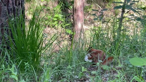Red Squirrel Foraging in Lush Green Forest Grass Stock Footage 336487333