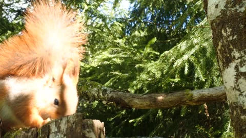 Red Squirrel foraging in Norwegian forest Stock Footage 154747434
