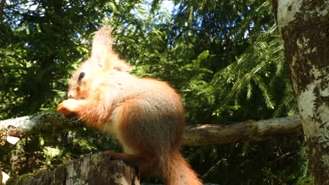 Red Squirrel foraging in Norwegian forest Stock Footage 154747437
