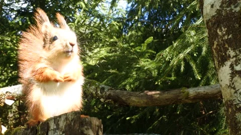 Red Squirrel foraging in Norwegian forest Stock Footage 154747469
