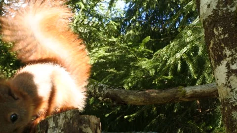Red Squirrel foraging in Norwegian forest Stock Footage 154747566
