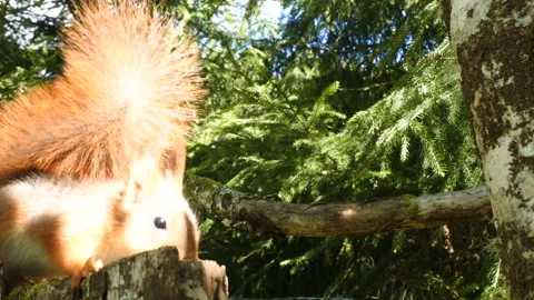 Red Squirrel foraging in Norwegian forest Stock Footage 154748901