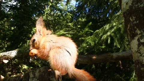 Red Squirrel foraging in Norwegian forest Stock Footage 154748907